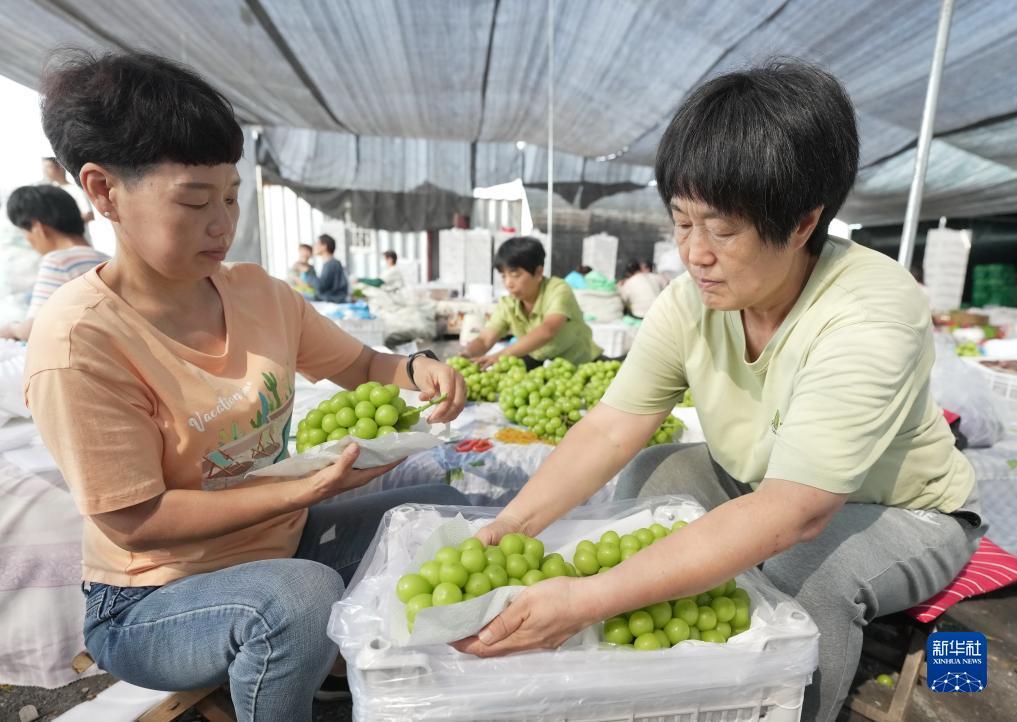 赔率最高游戏